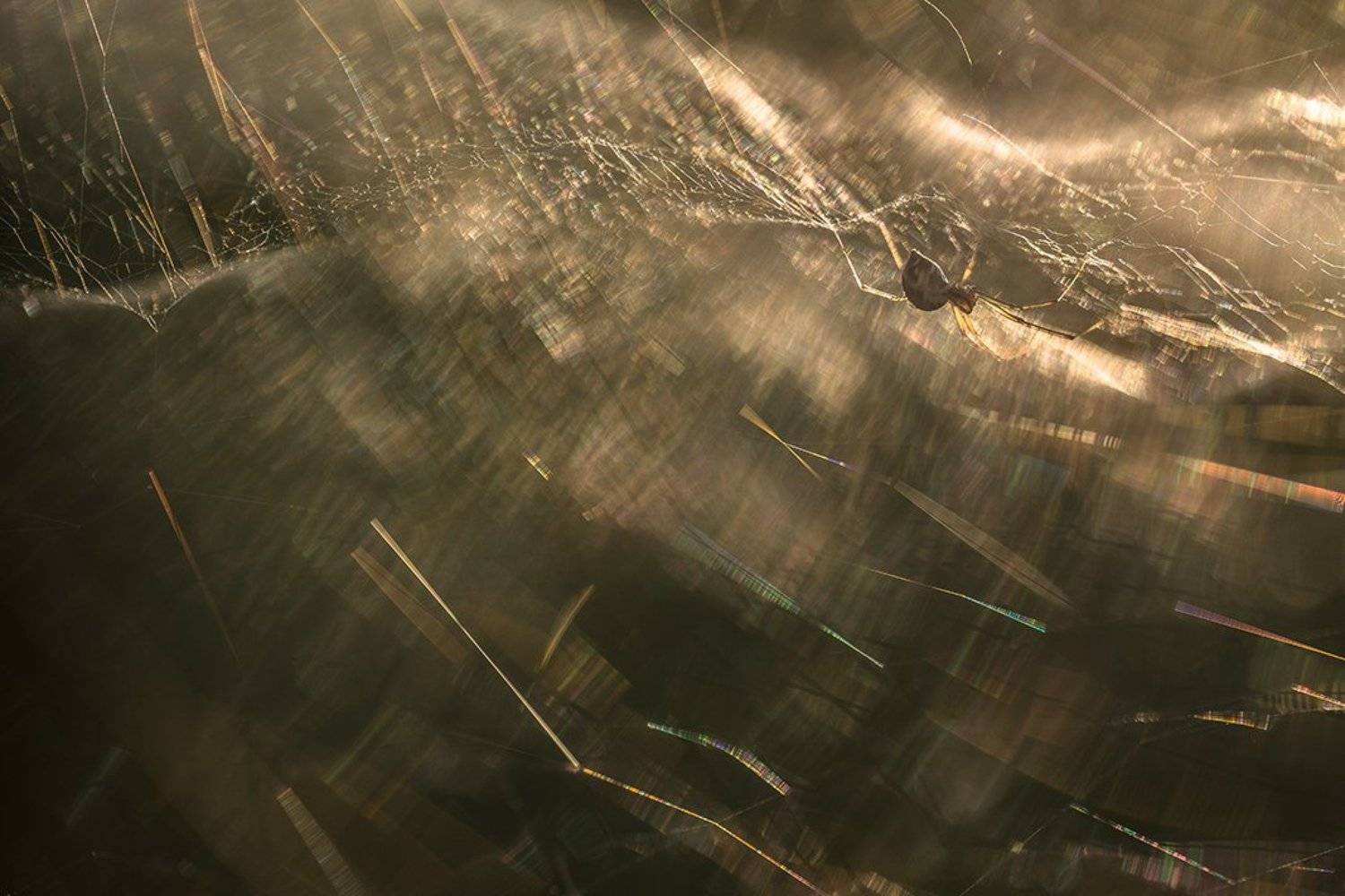 паук, макро, сети, паутина, в ожидании, красота, свет, воронеж, Геннадий Мещеряков