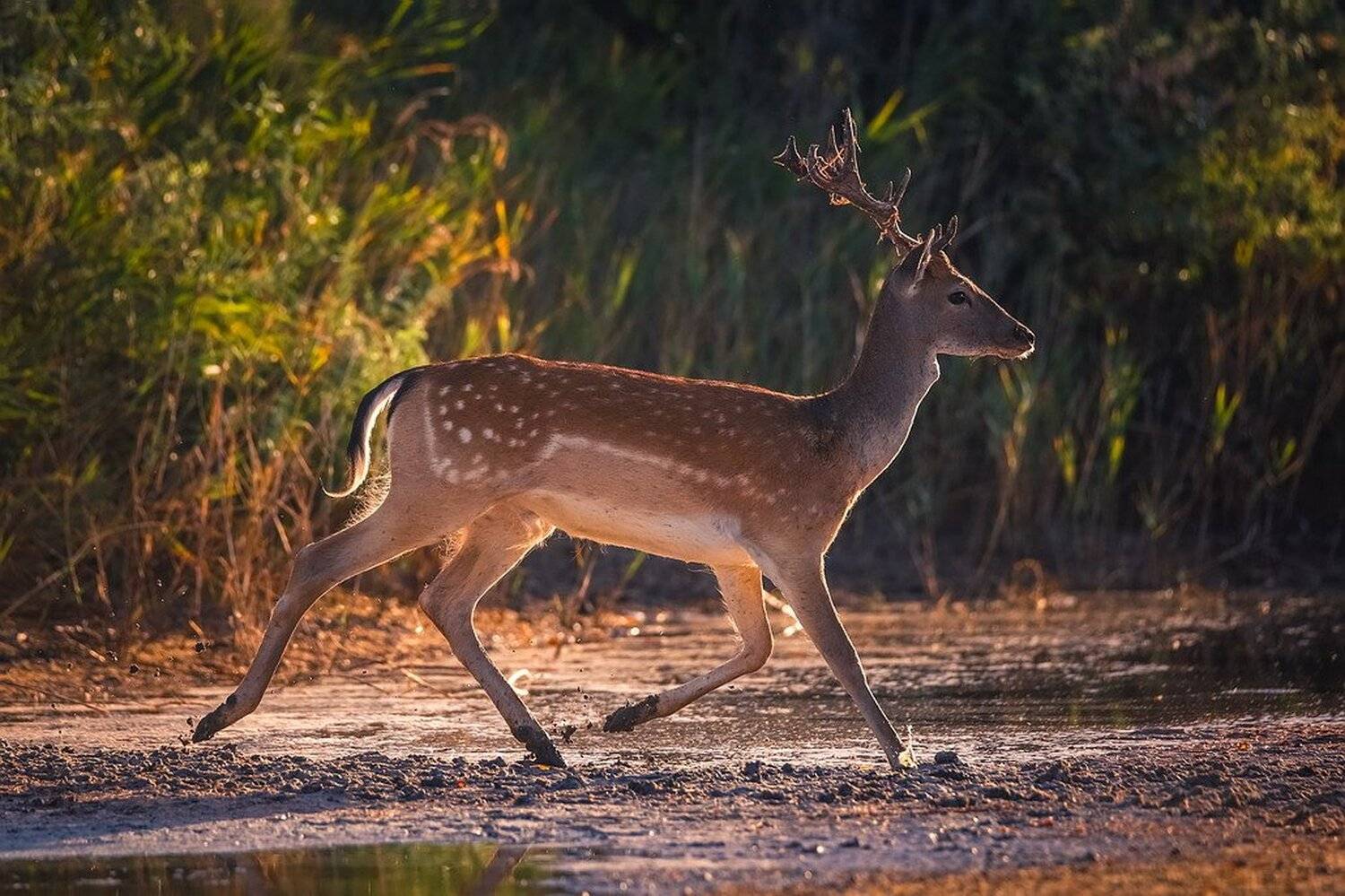 , Вячеслав Мищенко