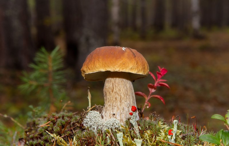 грибы,природа,север,коми,тихая охота,белые,белые берёзовые,боровики,mushrooms,nature,north,komi,quiet hunting,white,white birch,boletus, А было ли лето? фото превью