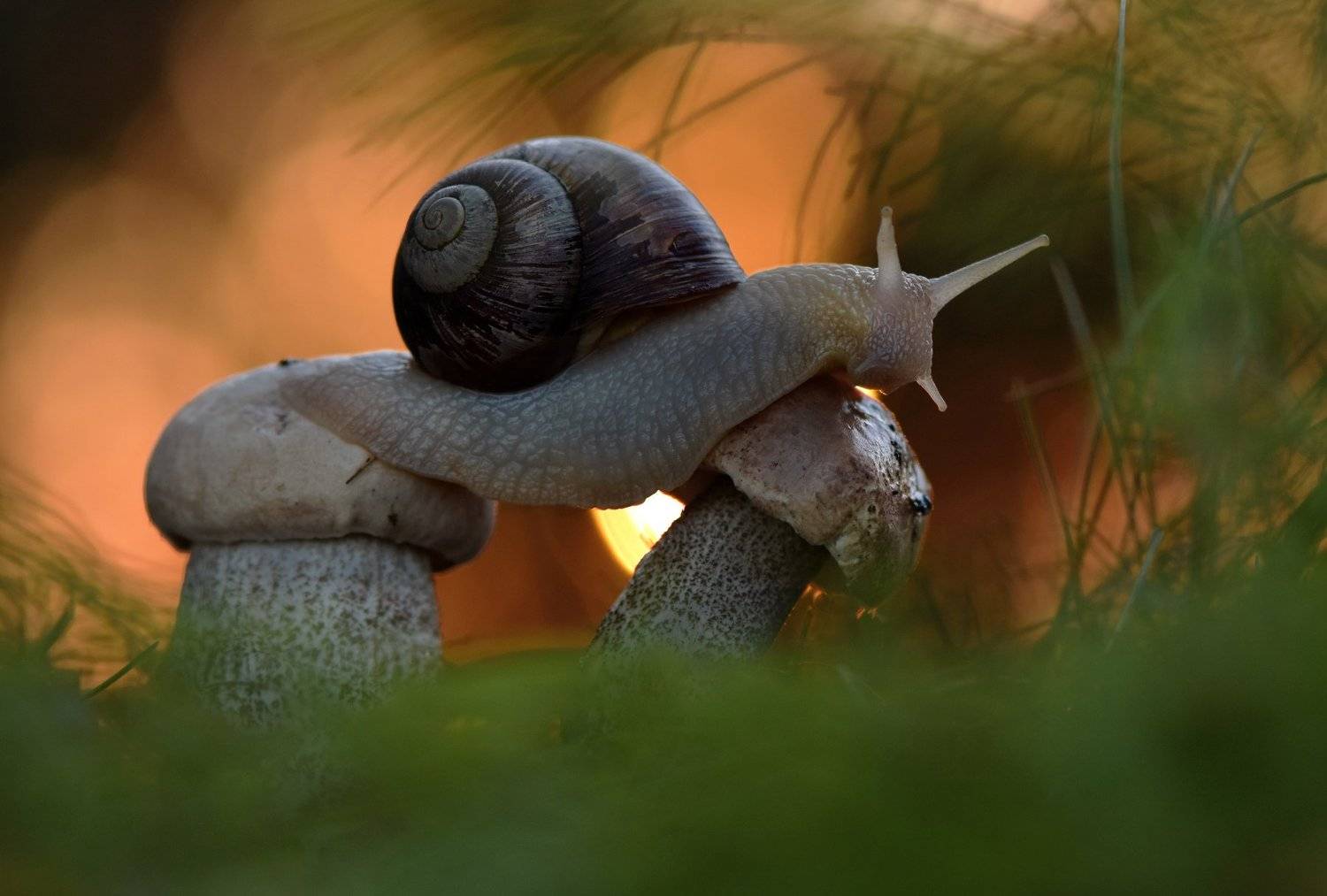 , Макеев Алексей