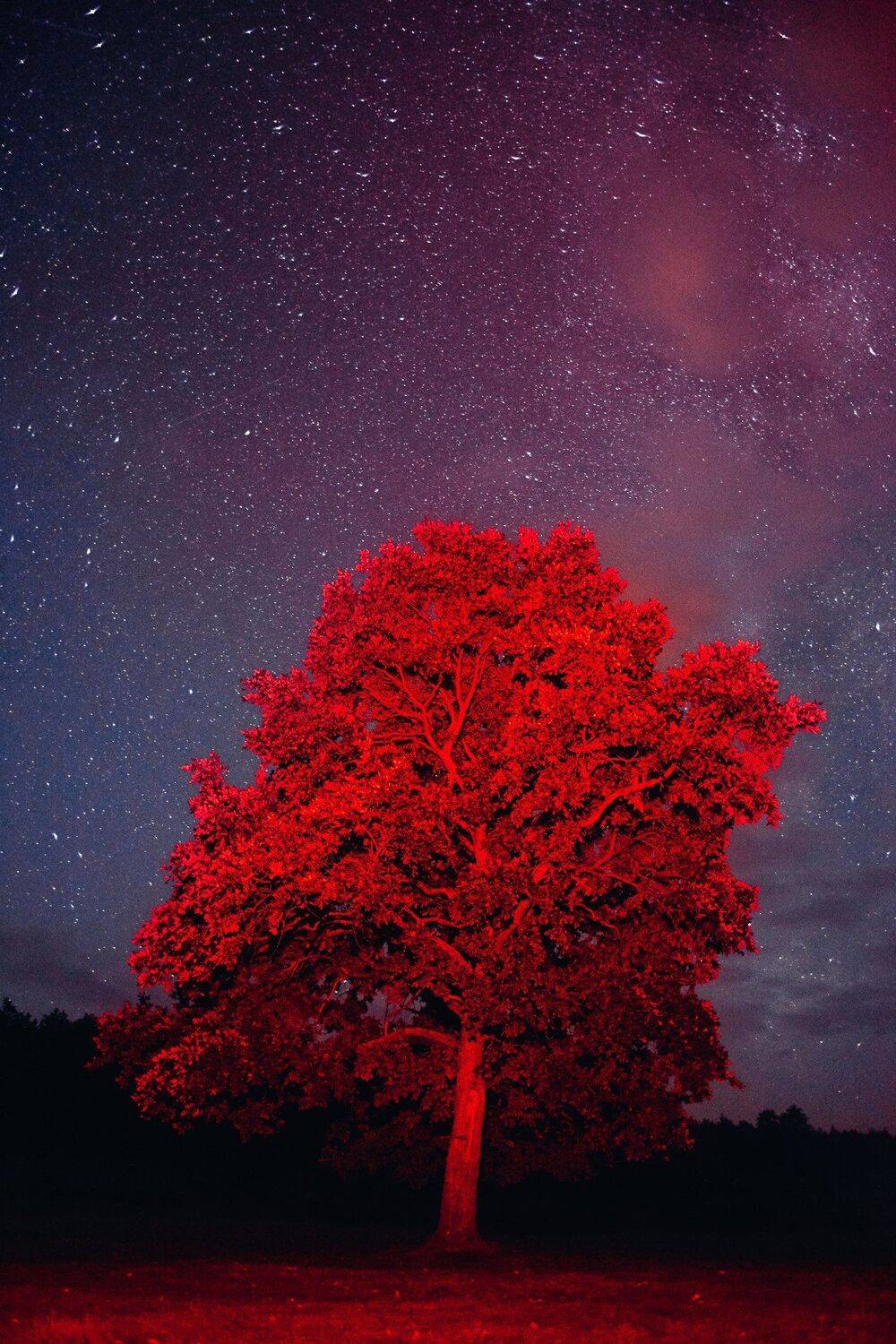 , Александр Фанковин