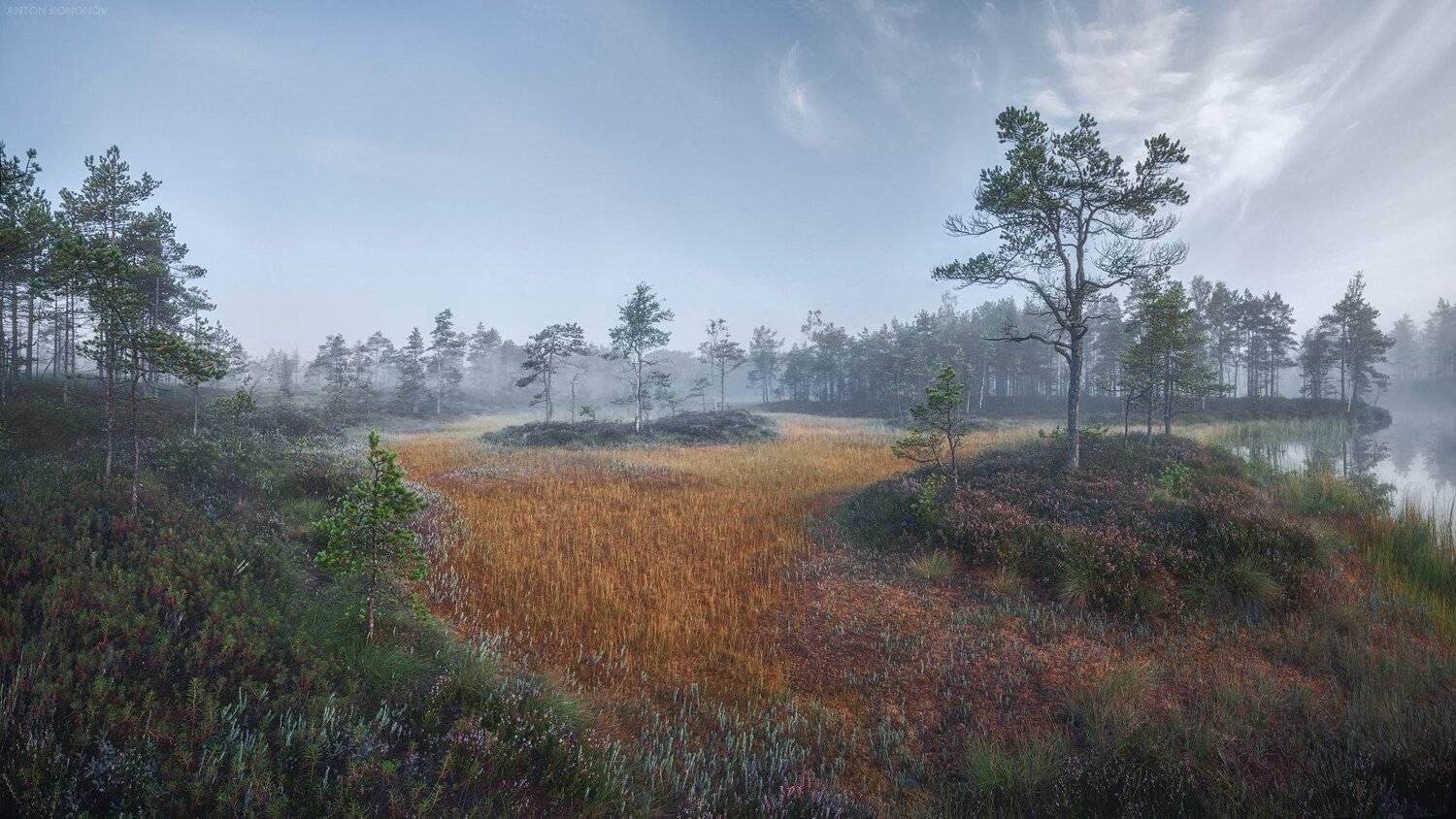 болото, сосна, мох, утро, туман, Антон Кононов