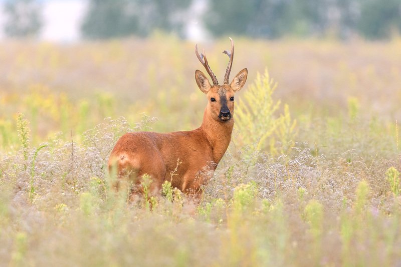 косуля косуля фото превью
