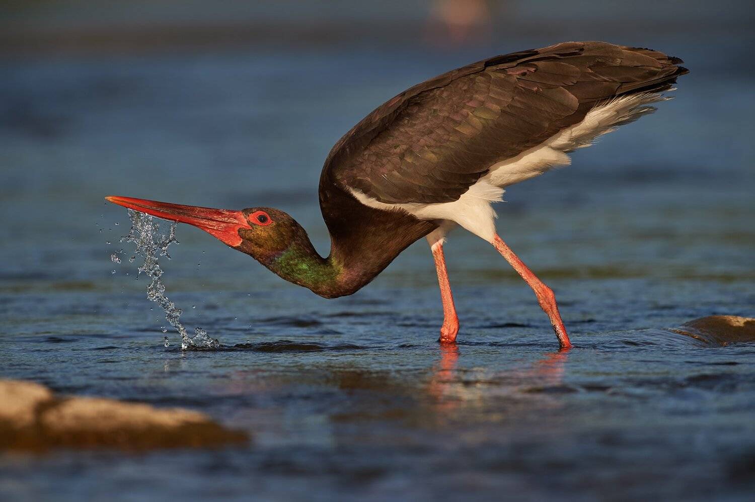 , Калин Ботев
