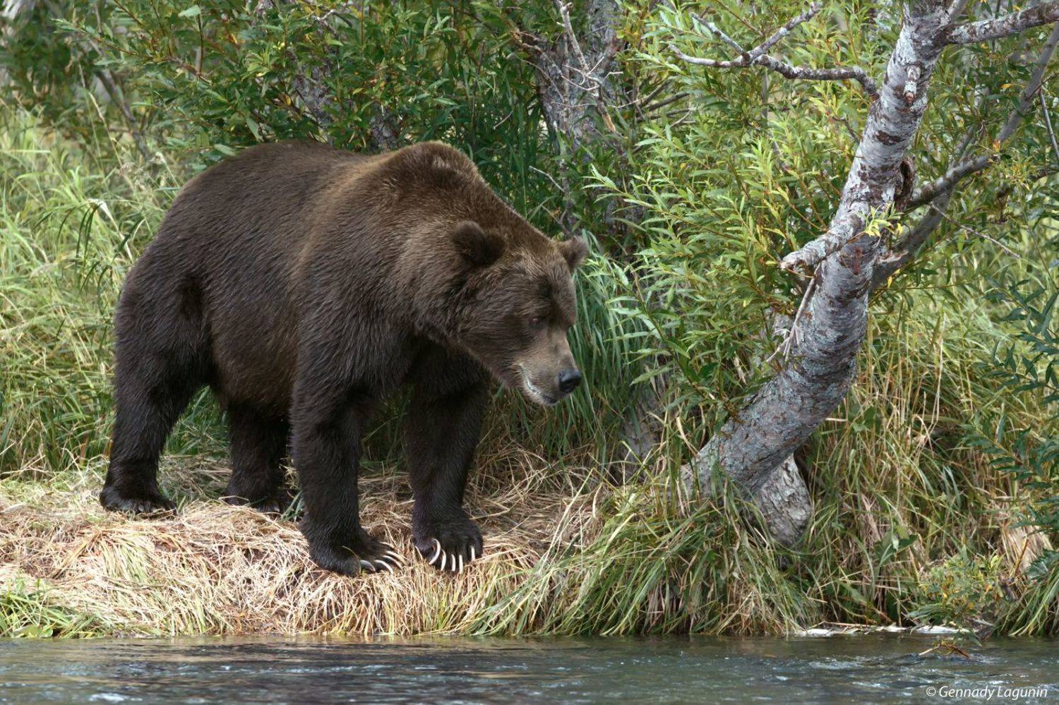 медведь, камчатка, bear, kamchatka, Геннадий Лагунин