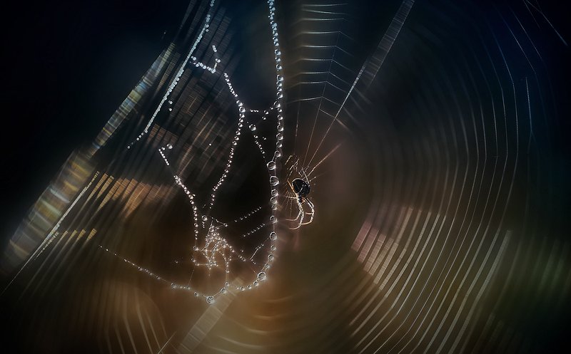 ..паучковый рассвет.. фото превью