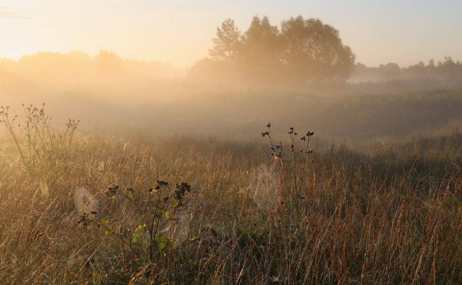 , Галина Хвостенко
