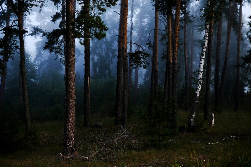 Foggy morning. фото превью