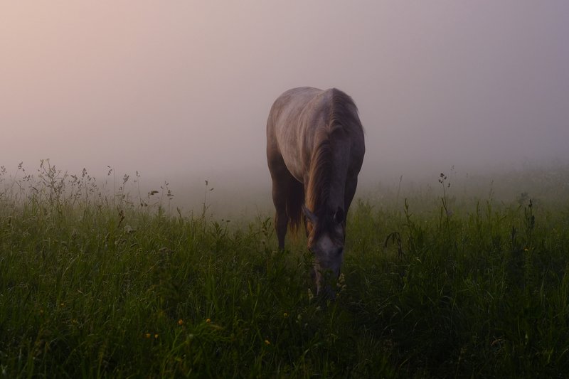 foggy horse фото превью