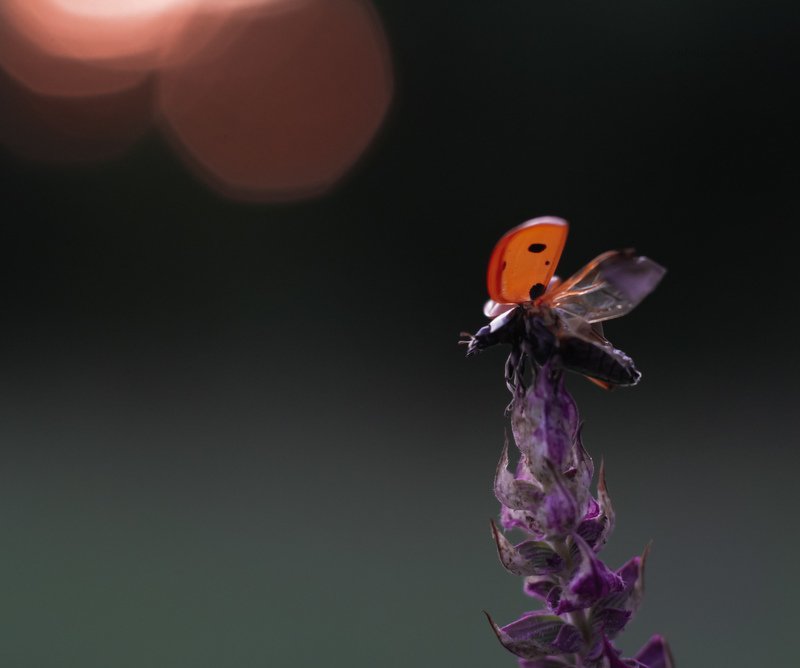макро, природа, nature, macro, насекомые, insect, ladybug, божьякоровка На взлёт фото превью
