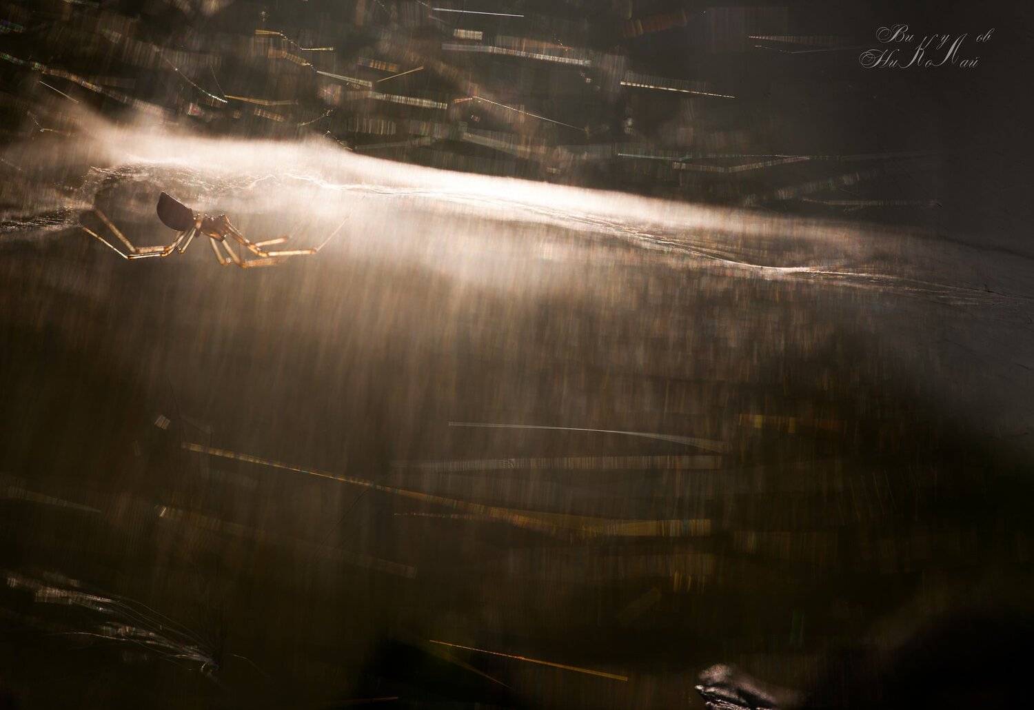 паук, свет, паутина, портал, вход, измерение, викулов николай, Викулов Николай