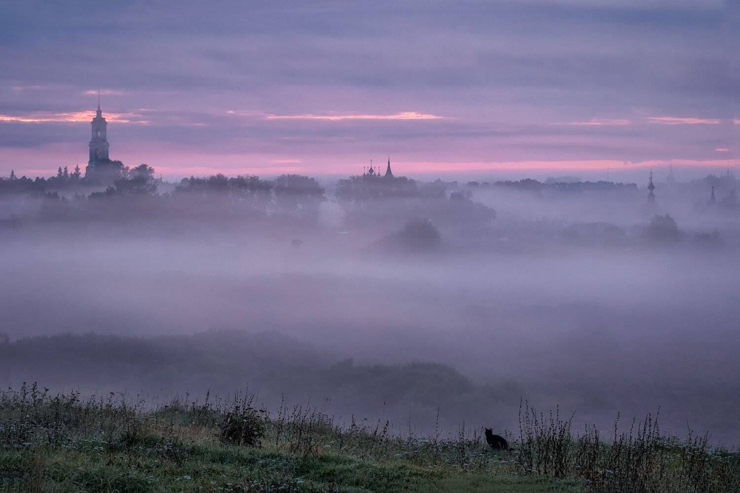 суздаль, город, кот, туман, утро, рассвет, облака, церкви, храмы, Андрей Чиж