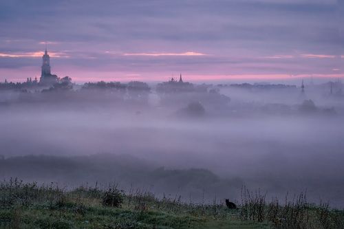 Котик в тумане
