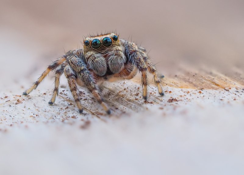 *** фото превью