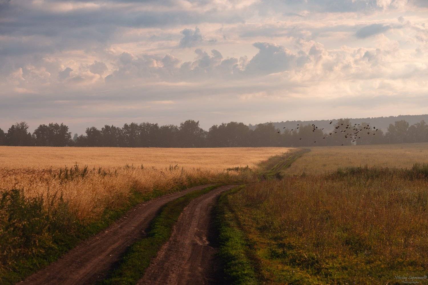 Тульская область, Красивая Меча, Лето, Рассвет, утро, Дорога, Птицы, Русский пейзаж, Поле, Николай Сапронов