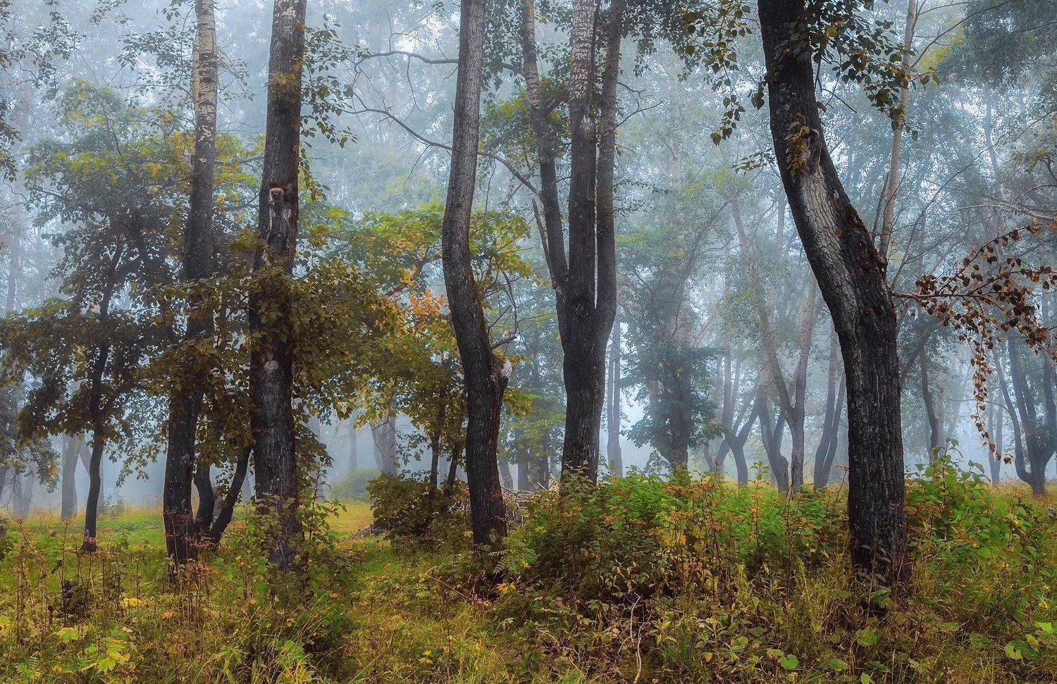 осень сентябрь лес туман утро деревья трава, Ра Вера