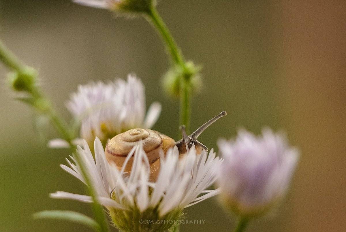 макро, природа, растение, улитка, лето, макромир, макрофотография, гелиос44_2, lovemacro, цветок, , Дмитрий Гусалов