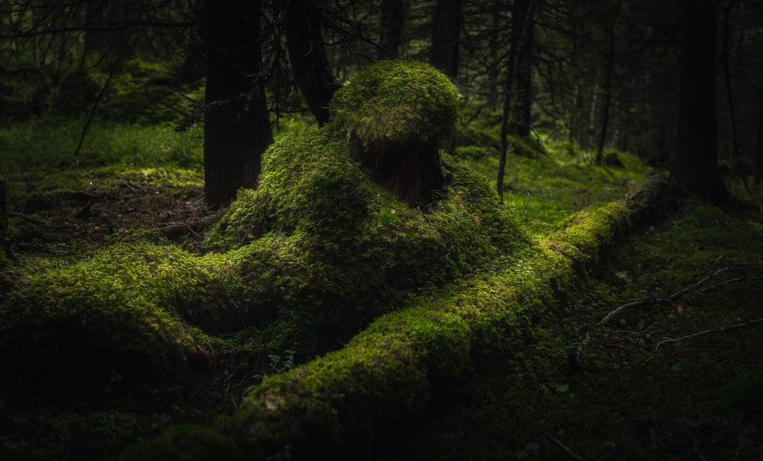 forest,woods,woodland,norway,norwegian,scandinavia,scandinavian,boreal,green,forest floor, Adrian Szatewicz