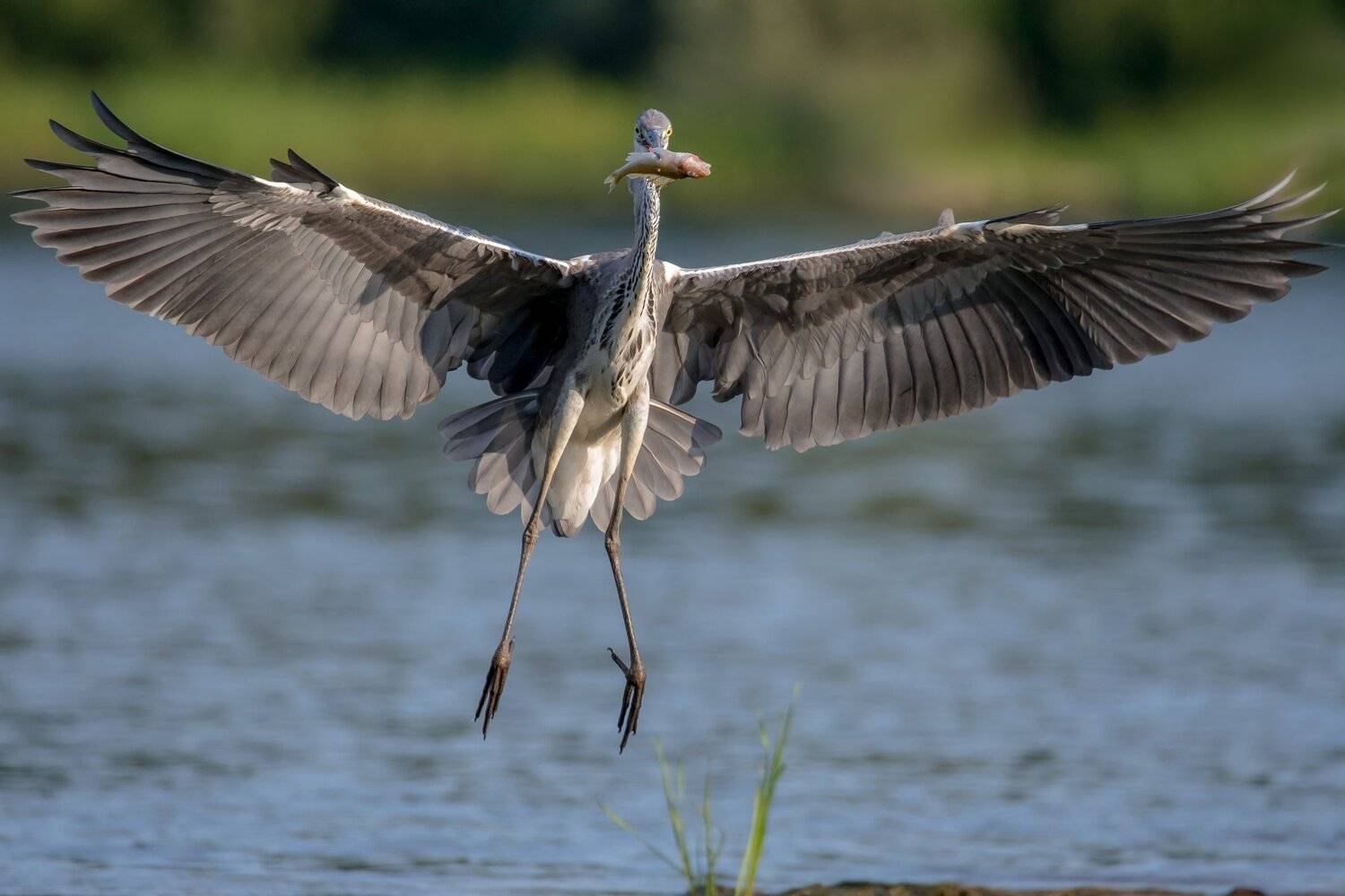 птицы,природа,лето, Андрей Киселёв