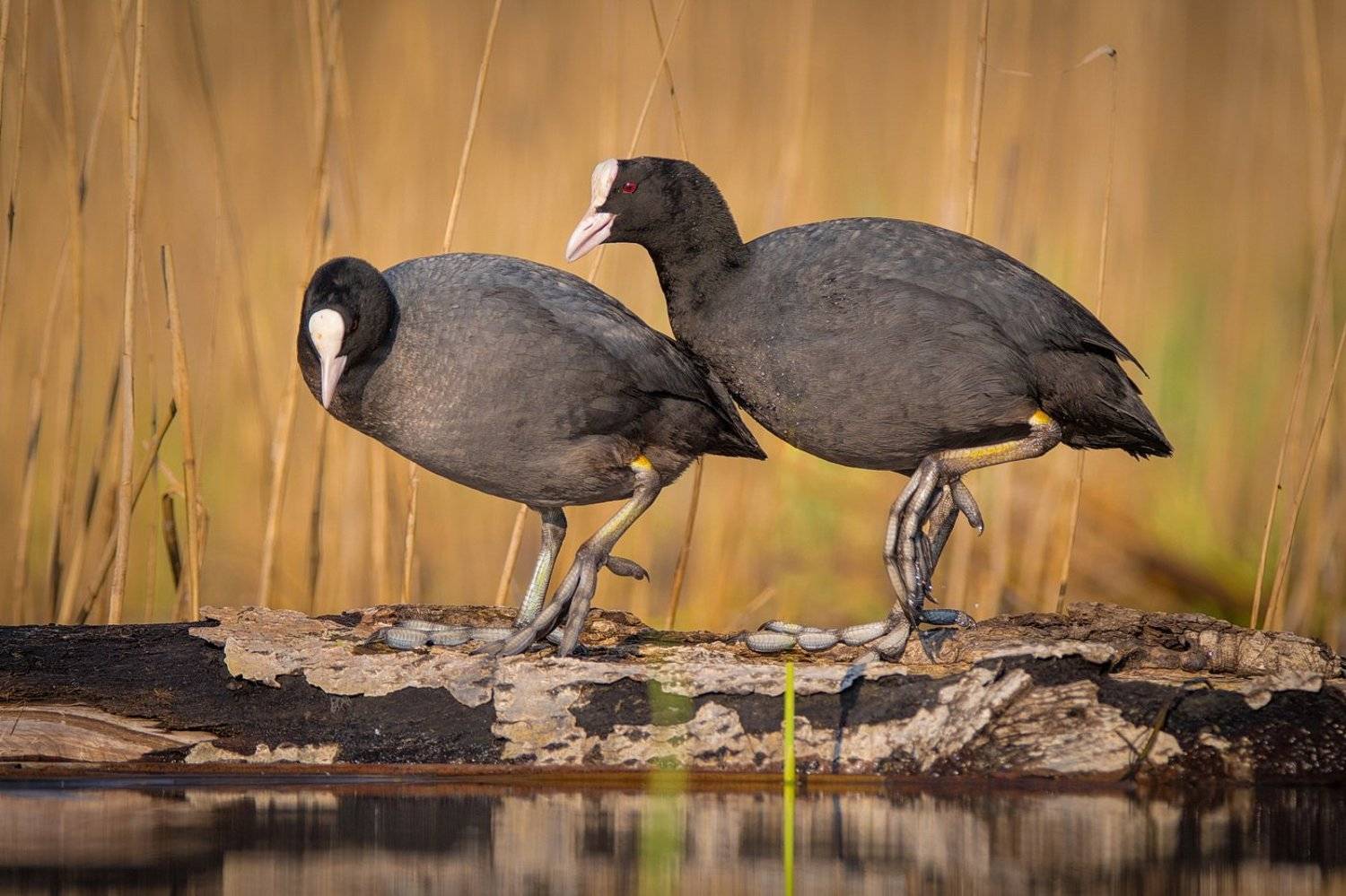 , Дмитрий Вилюнов