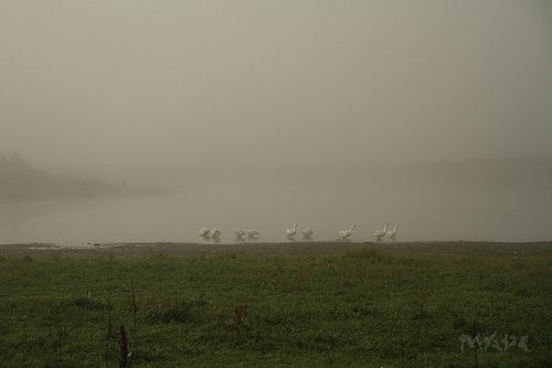 Туман на реке Ай