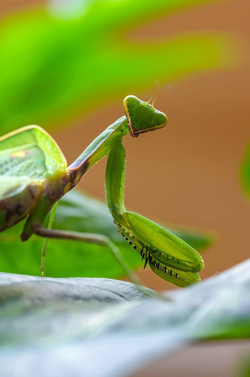 , Александр Земляной