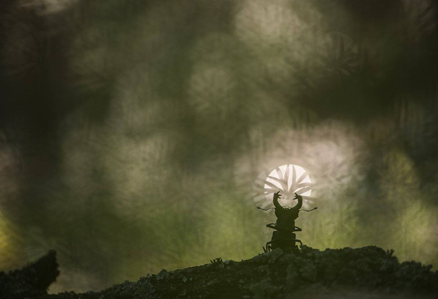 жук олень, макро, свет, великий, ра, лето, позитив, красаучег,, Геннадий Мещеряков