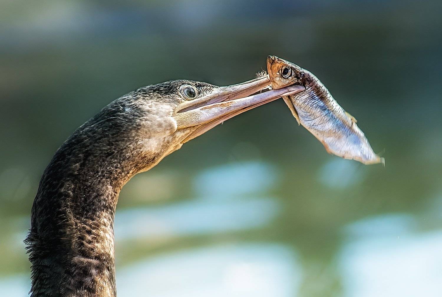 баклан, Татьяна Москальчук