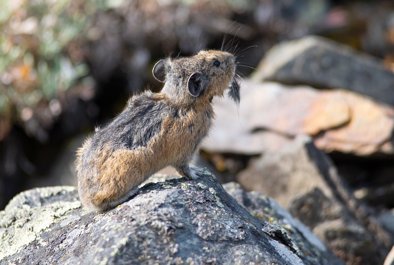 пищуха, животные, якутия Линька фото превью