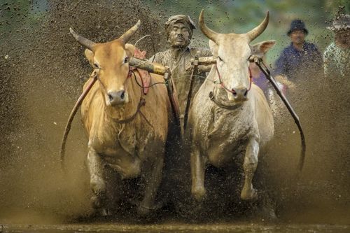 Pacu Jawi (Cow Race)
