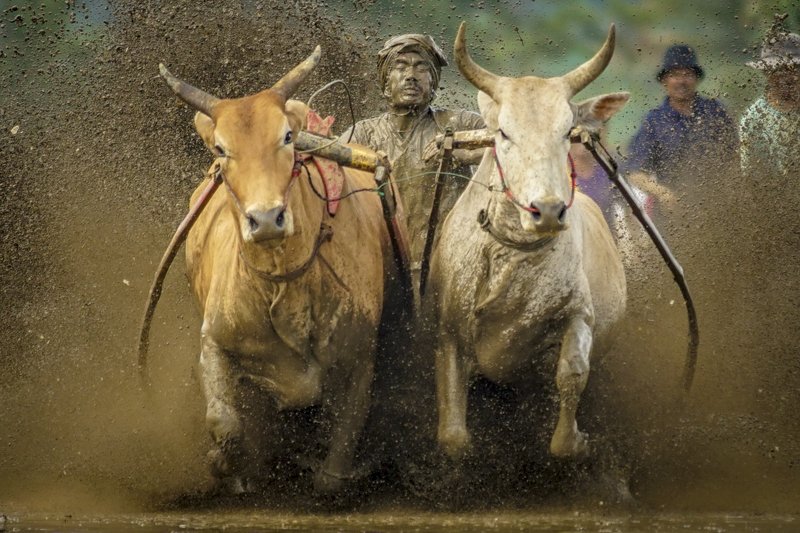pacu jawi, tanah datar, cow race, sumatera barat, minangkanau, indonesia Pacu Jawi (Cow Race) фото превью