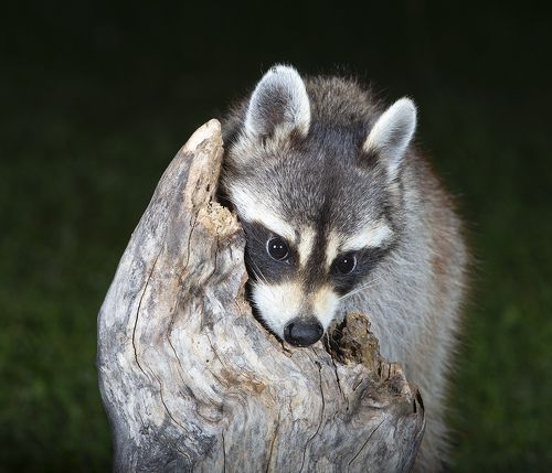 Raccoon - Енот-полоскун