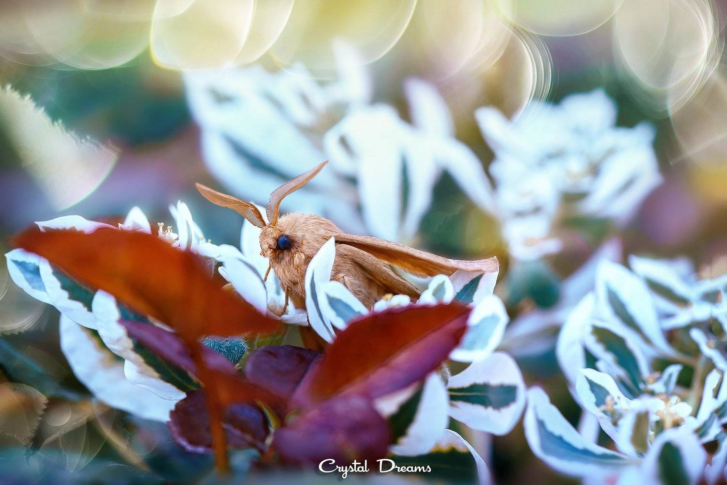 crystal dreams, macro, autumn, color, art, nature, butterfly, Татьяна Крылова