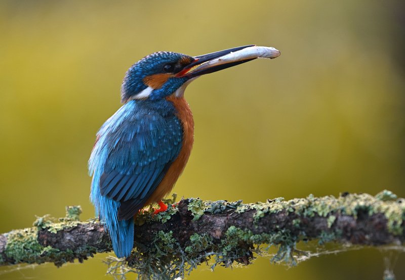 зимородок, южный урал, лето, common kingfisher Зимородок фото превью