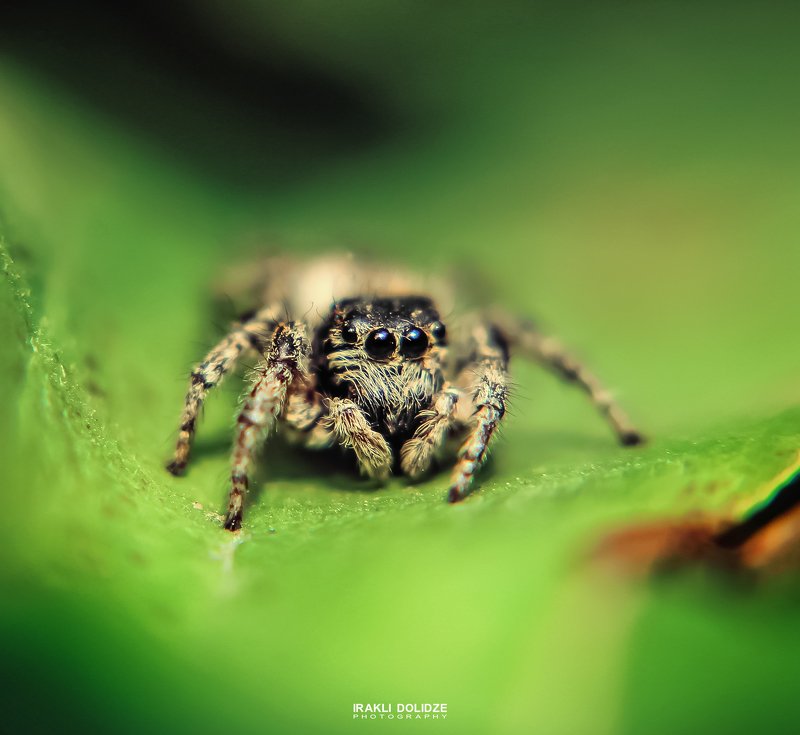 spider, jumping spider, cute, macro, macro photography, close-up, green, bokeh, canon, macro lens, eyes Jumping Spider (first attempt) фото превью