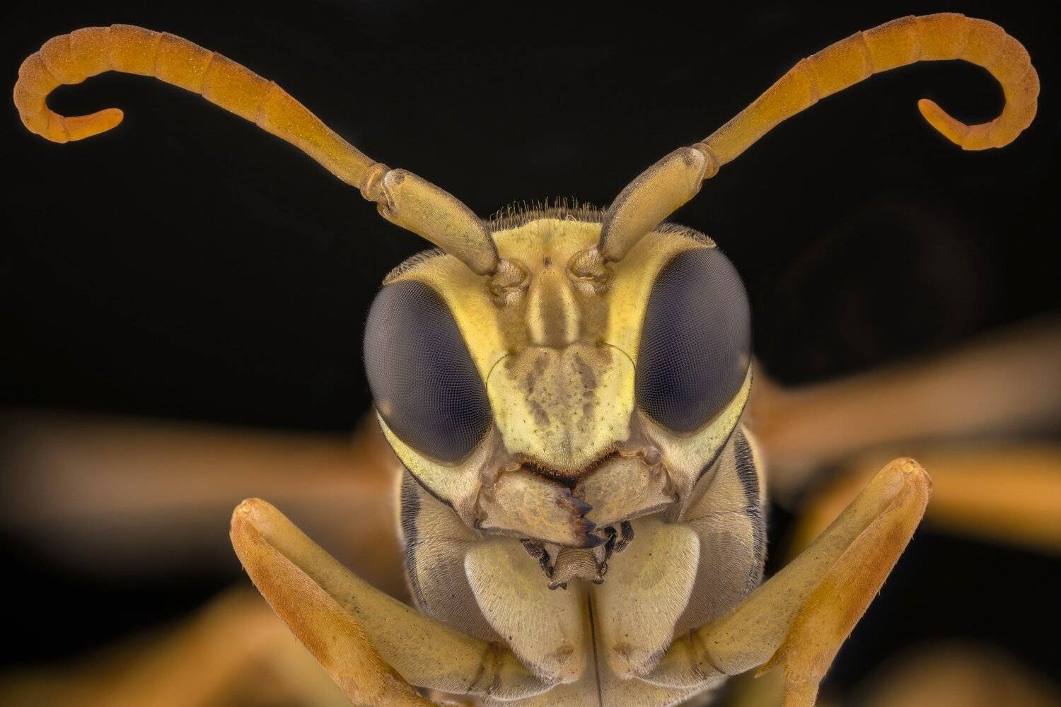 ceclii, macro, extrememacro, nikon d3400, lomo 3.7x, Tsvetan Ganev