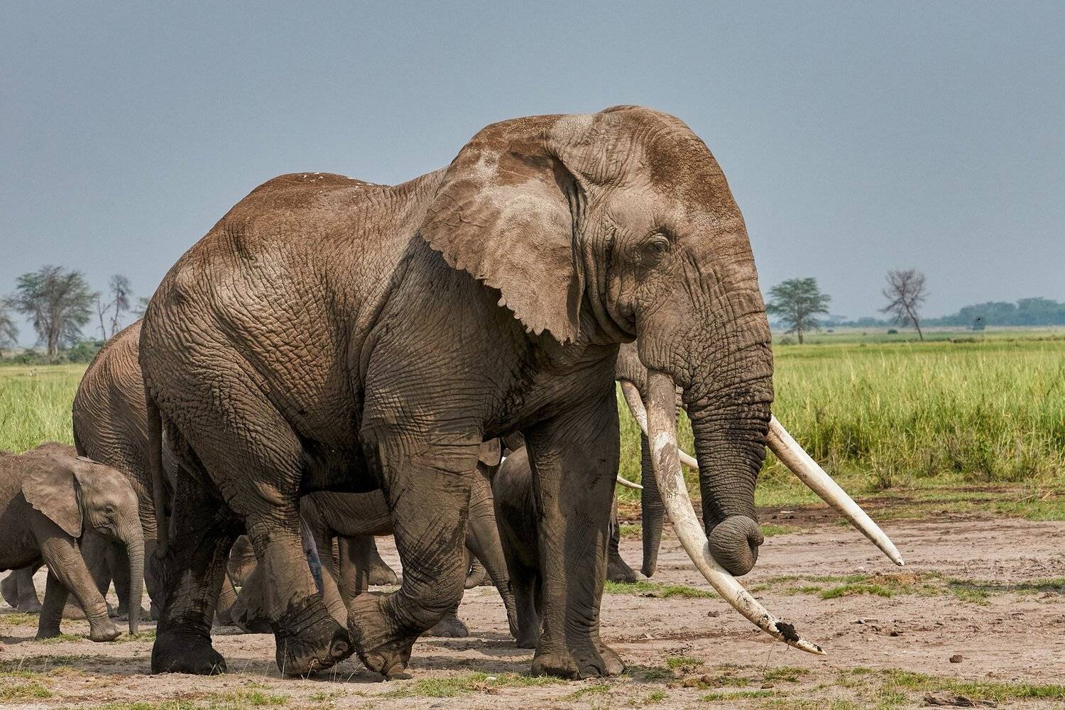 , Калин Ботев