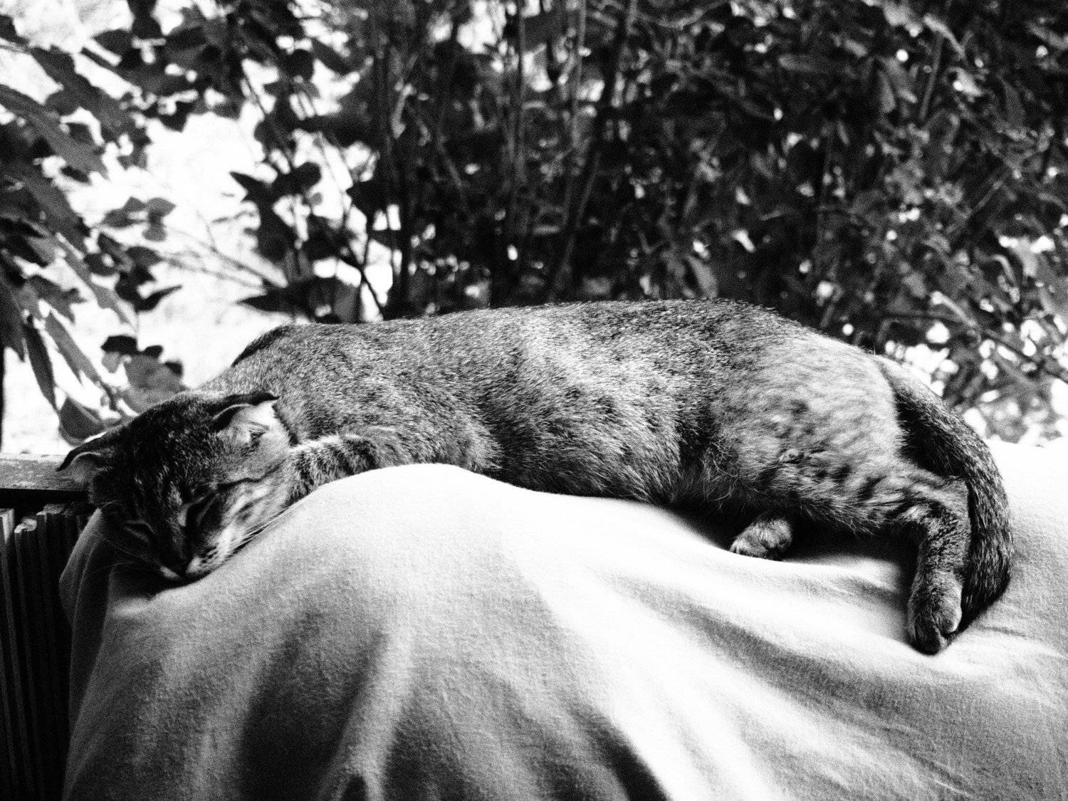 , Влад Имиров