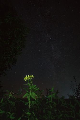 Ночная природа