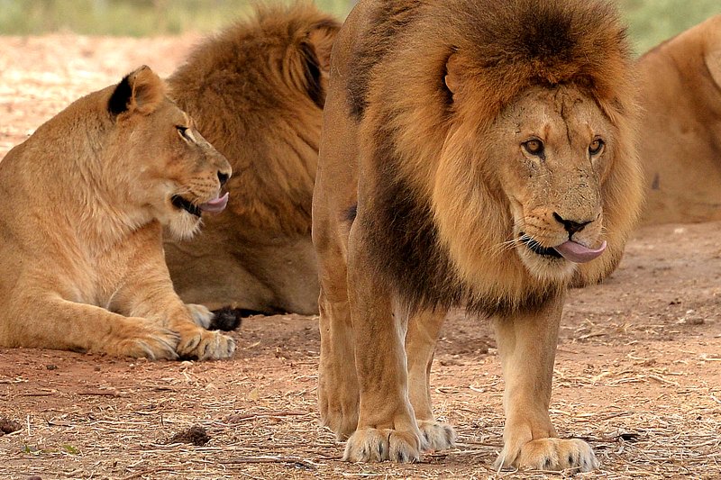 a family ..... #2 фото превью