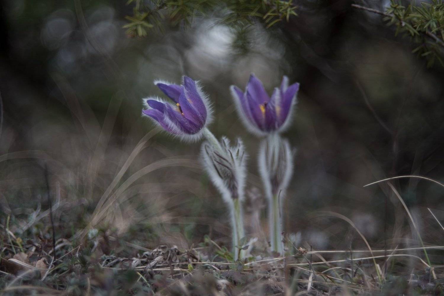 , Ирина Хромова