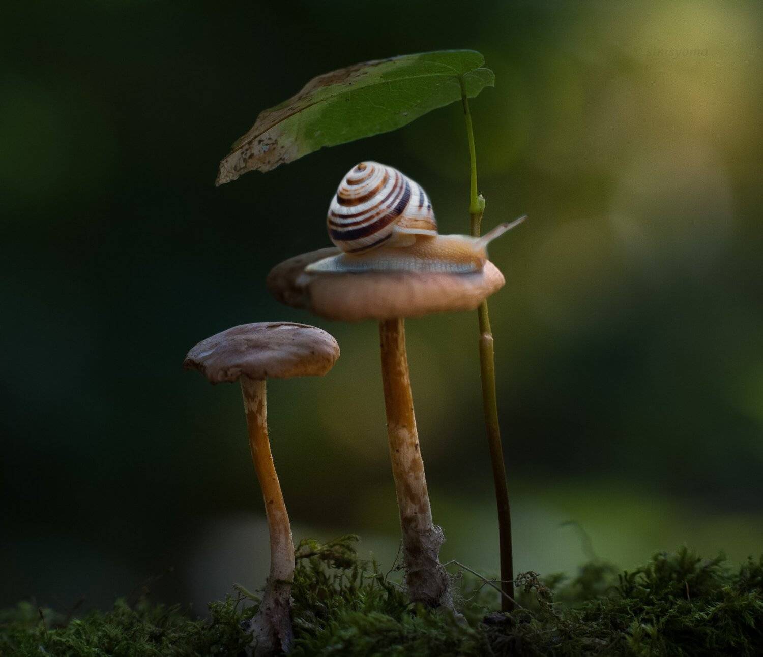 макро, природа, nature, macro, улитка, insect, snail, грибы, лес, Юлия Хворостяная