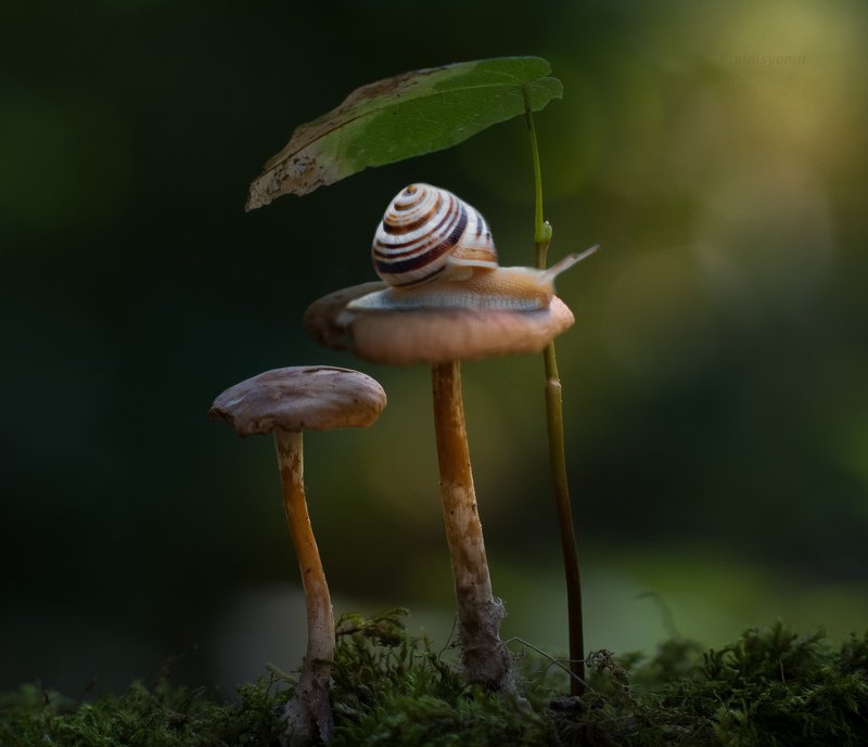 макро, природа, nature, macro, улитка, insect, snail, грибы, лес  фото превью