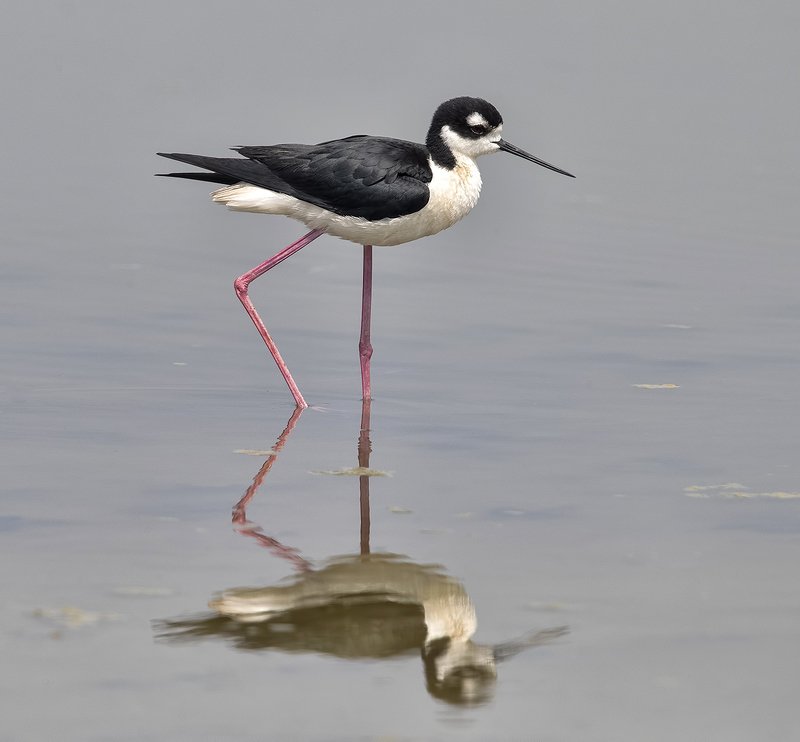 black-winged stilt, ходулочник, tx, texas Black-necked stilt - Ходулочник фото превью