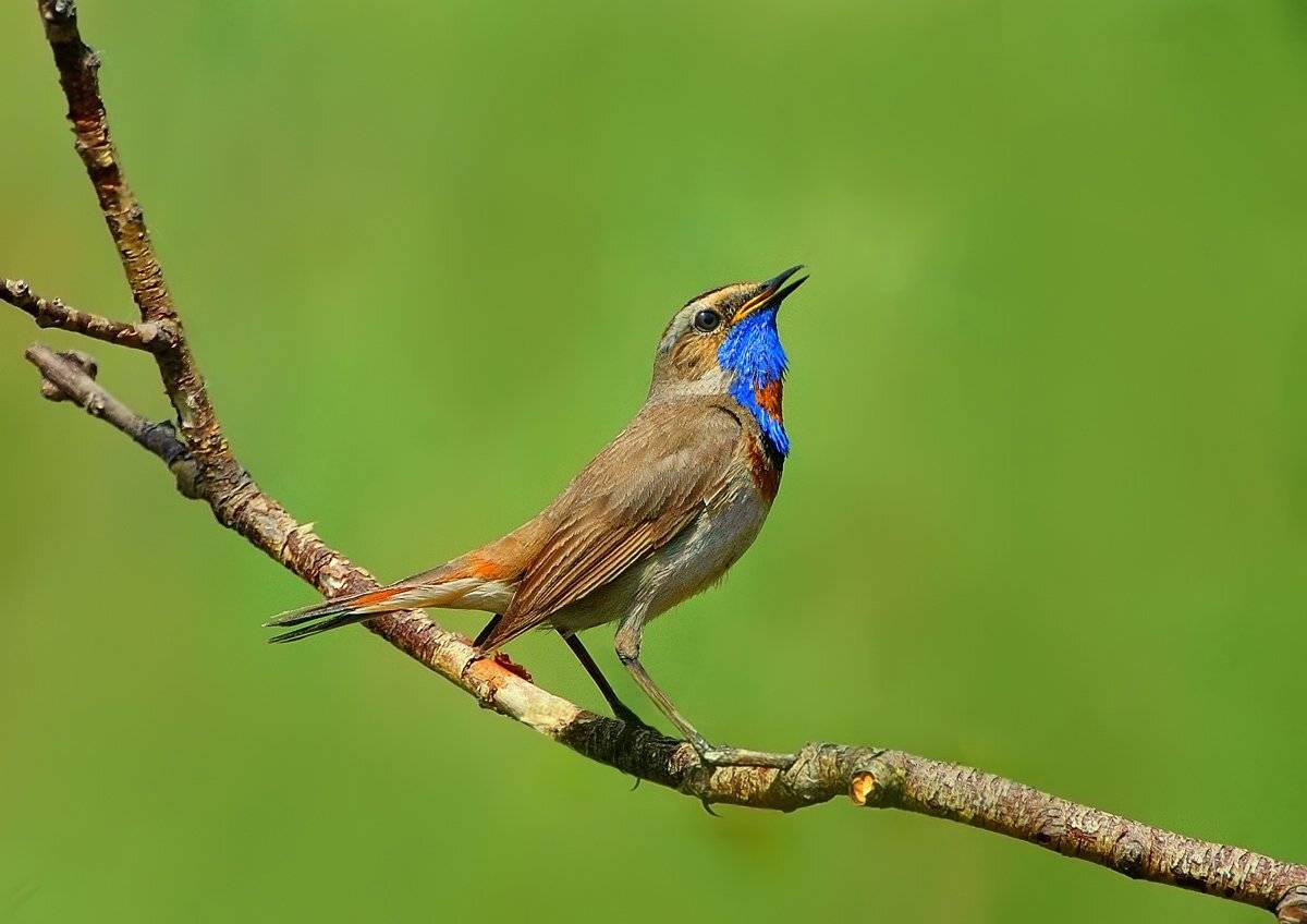 природа, фотоохота, варакушка, птицы, животные, лето, vladilenoff