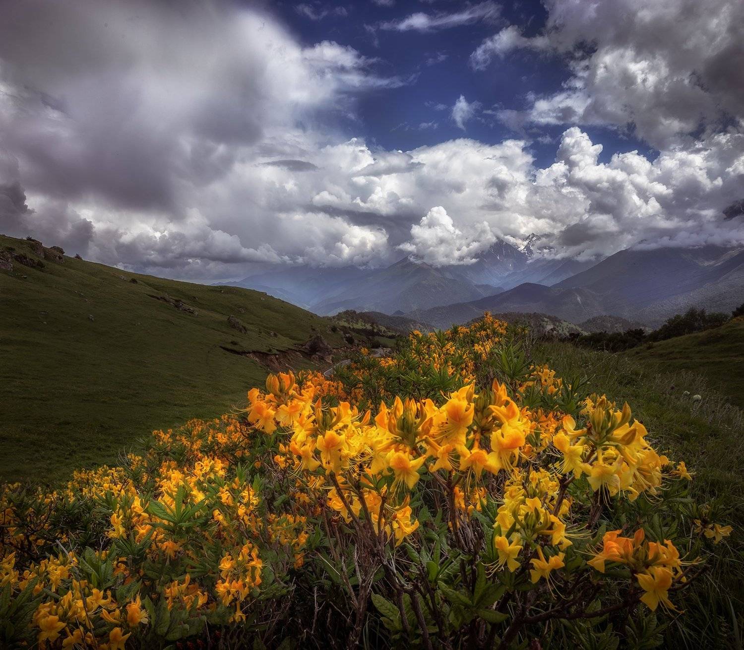 горы  ,облака ,цветы, Елена Маковоз