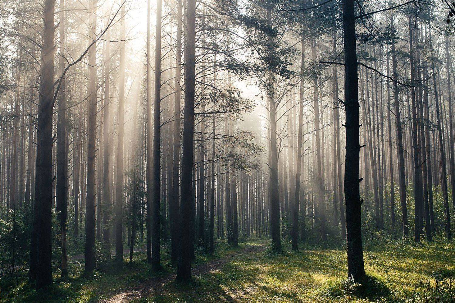 лес, утро, природа, туман, рассвет,, Евгений Толкачёв