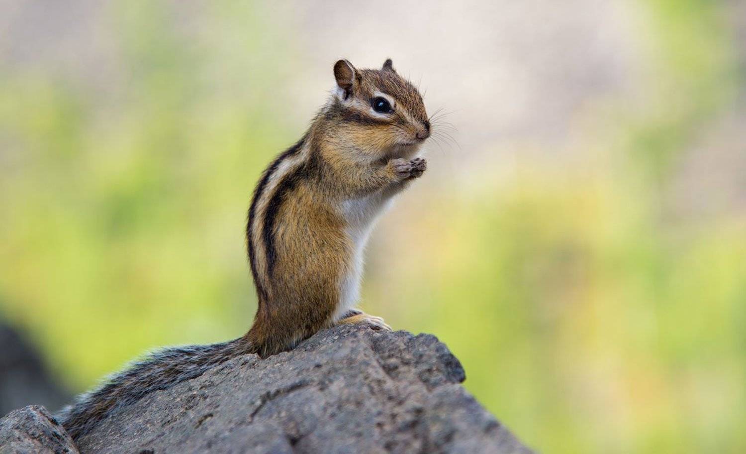 , Сергей Брагин