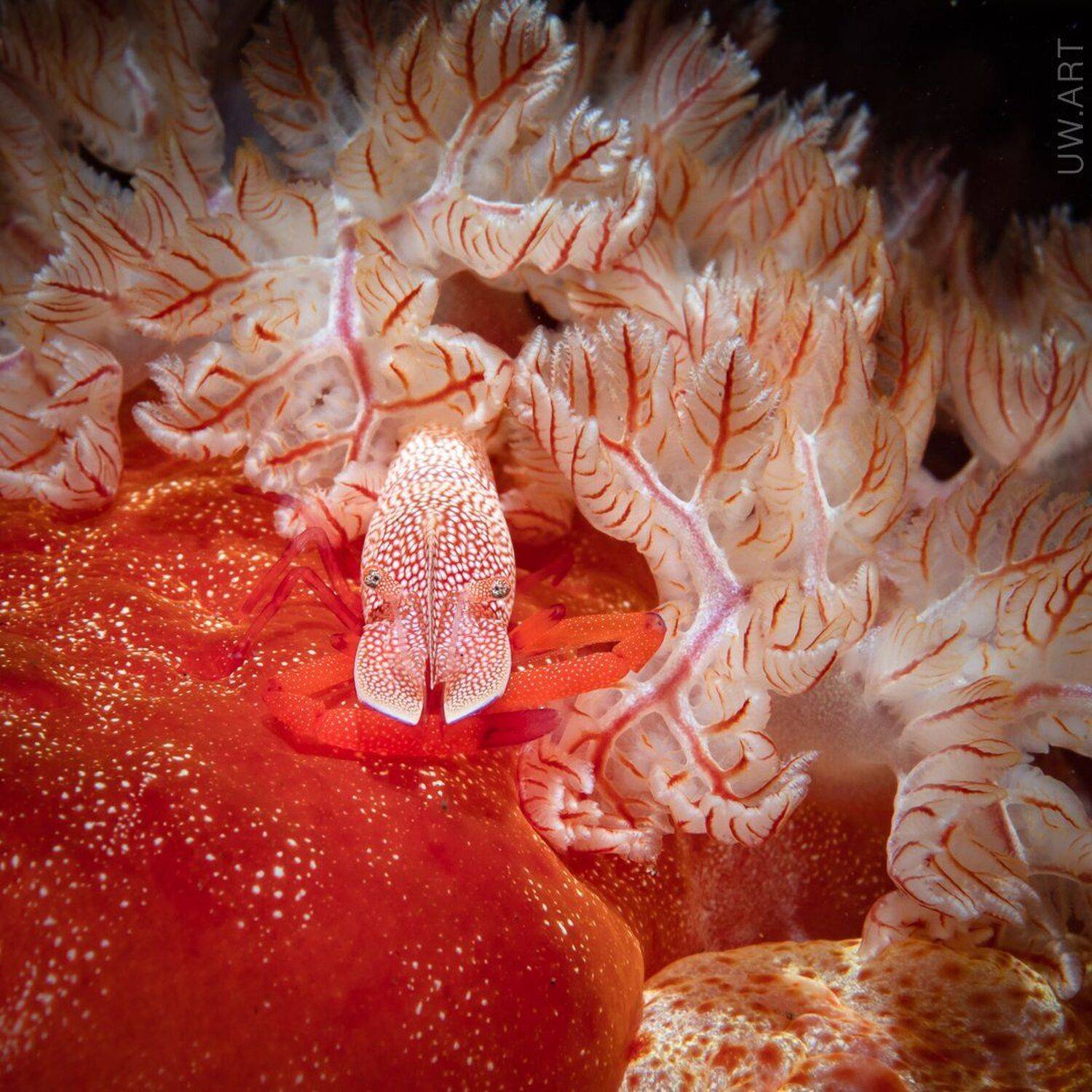 , Андрей Савин