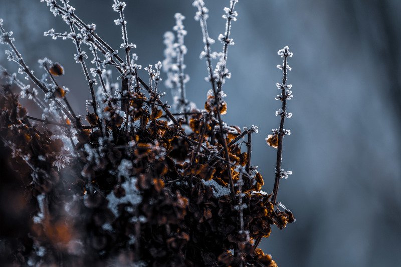 иней макро растения зима  Морозко  фото превью
